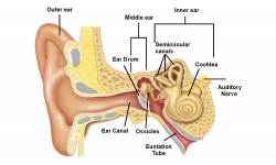 How does your ear hear the sound? How the ear works?